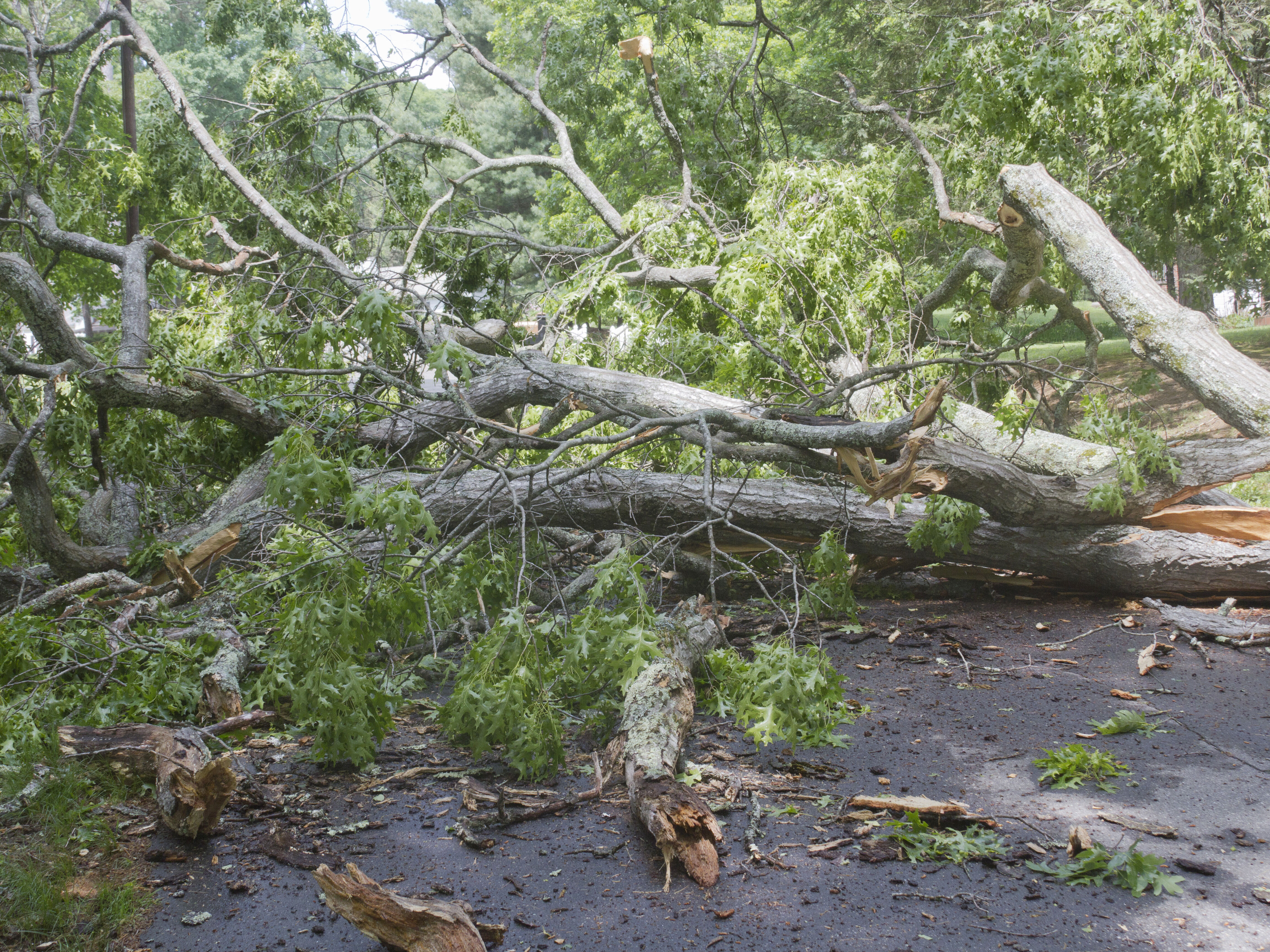 Sturmschäden vermindern